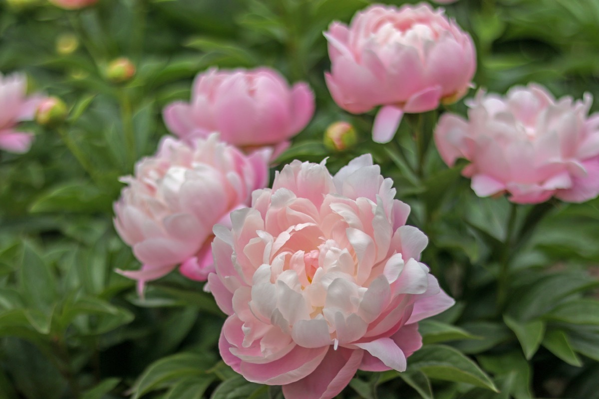 pink peonies in a garden