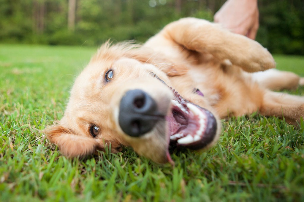 cute dog smiling