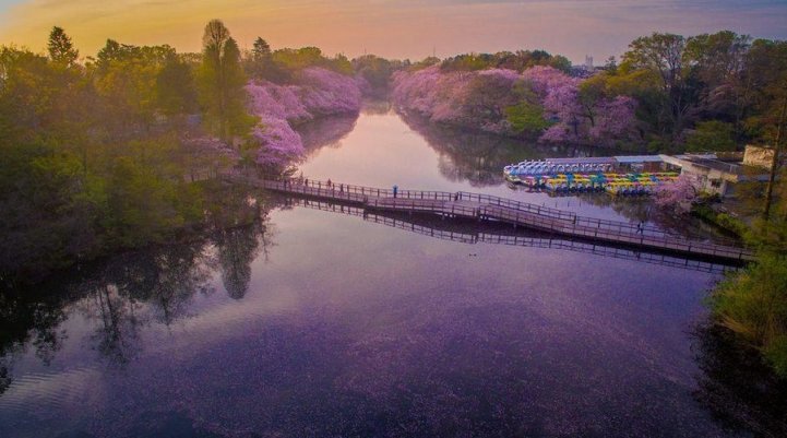 these-photos-of-japanese-cherry-blossoms-are-out-of-this-world-08