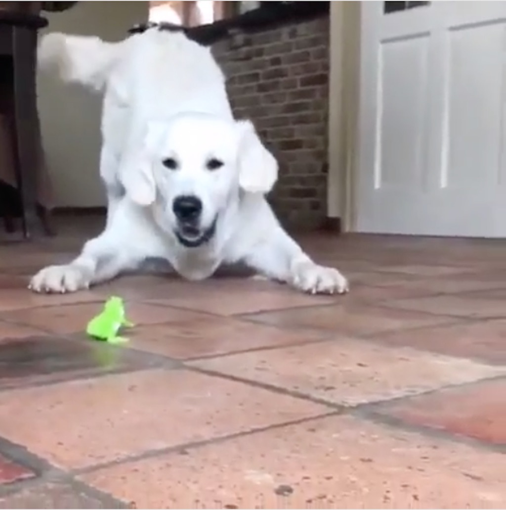 golden retriever versus wind up toy