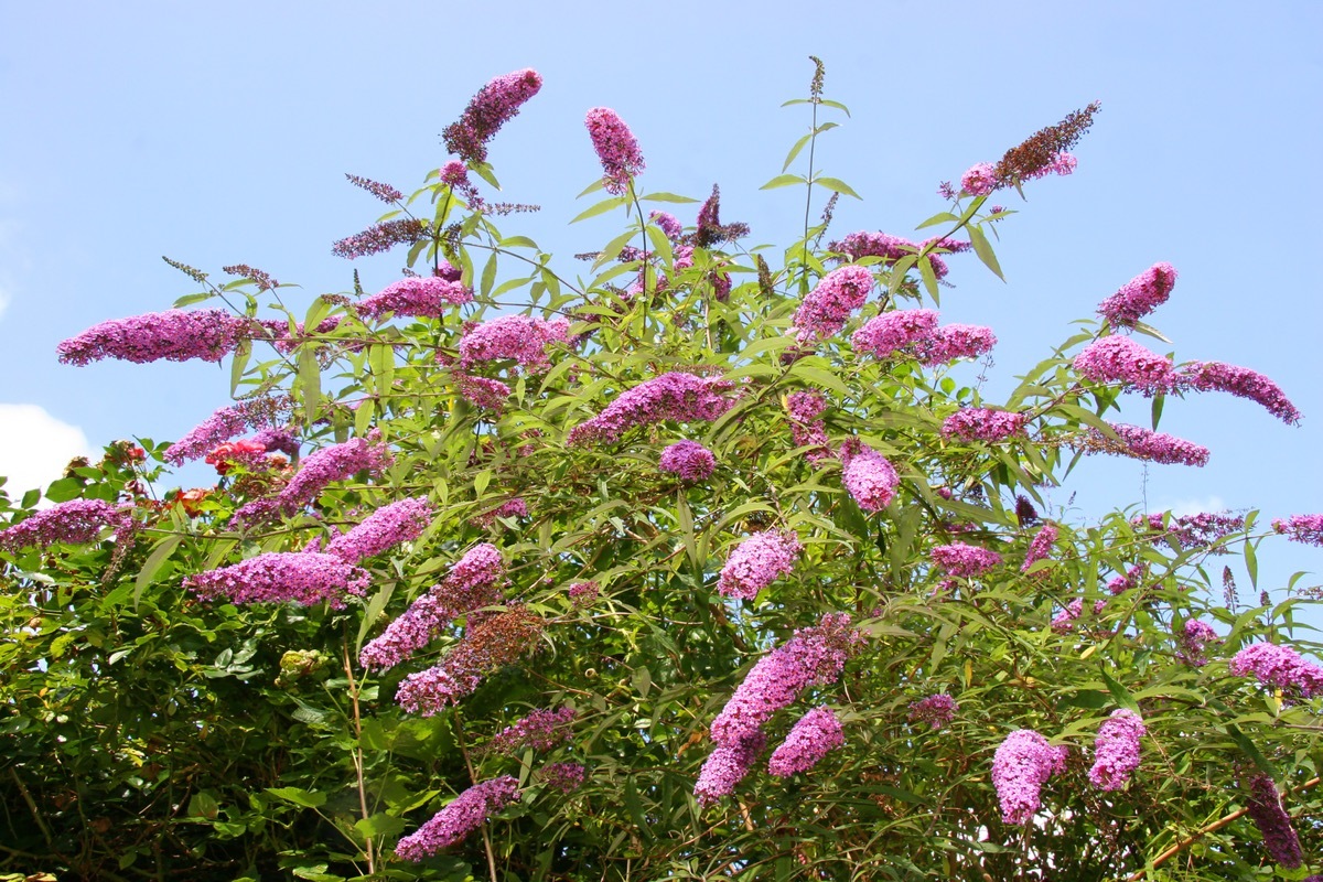 butterfly bush