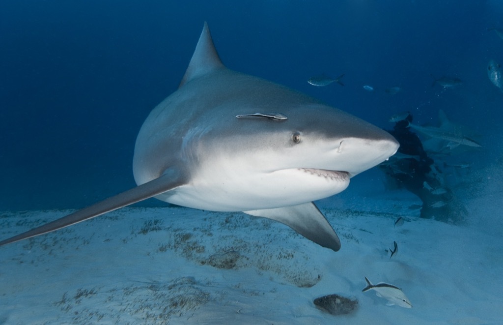 bull shark