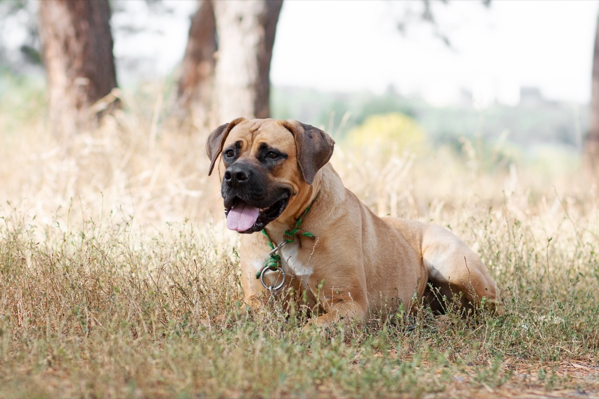 boerboell