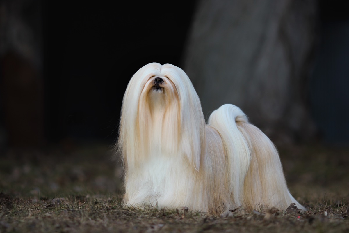 lhasa apso dog with long white hair standing in grass