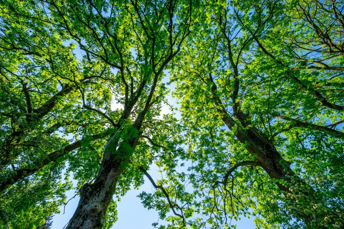 looking up at ash trees