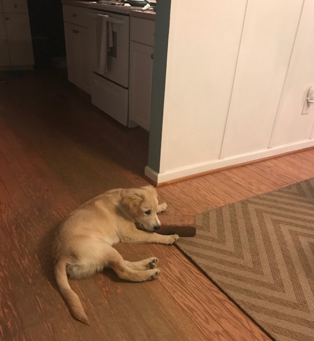 dog versus brick 