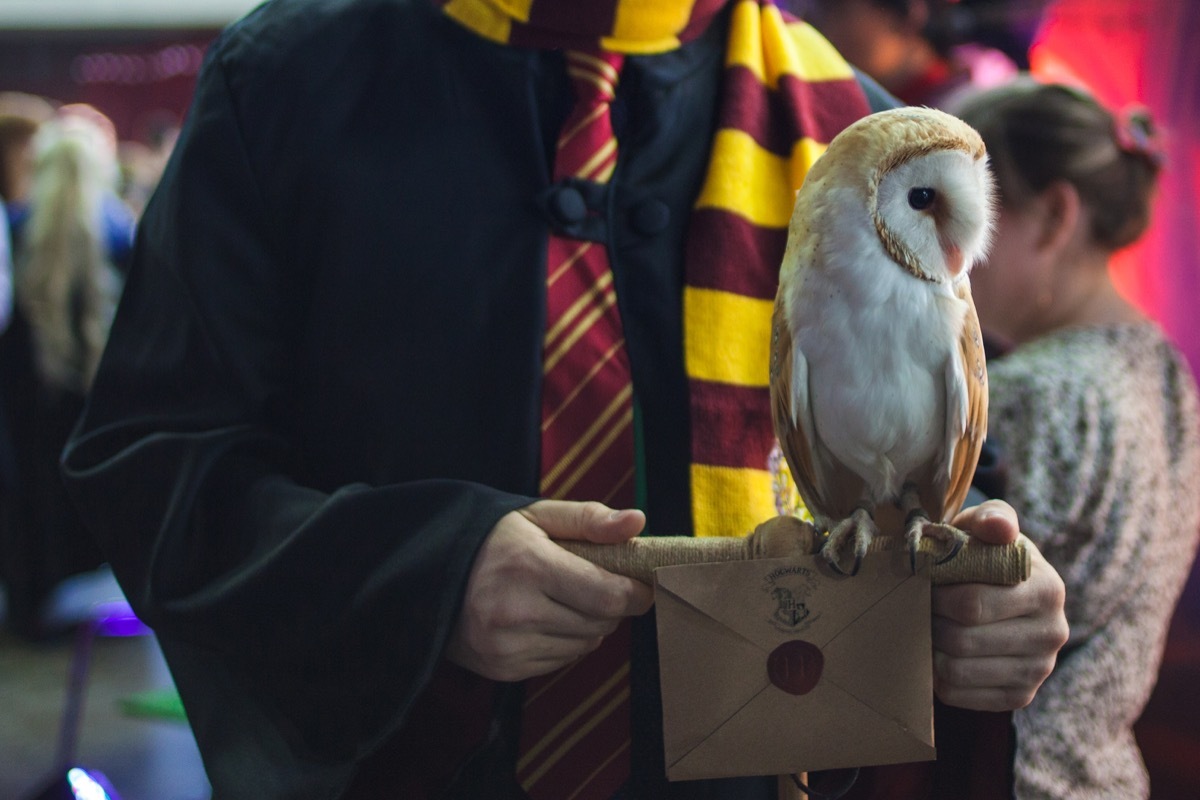 Man standing holding an owl wearing a gryffindor colored scarf