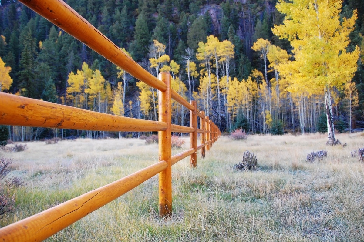 a wooden fence on the property line of a yard