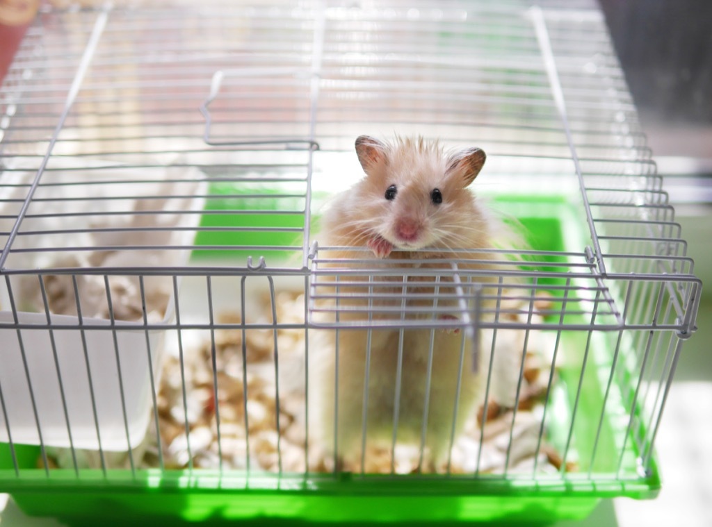 hamster