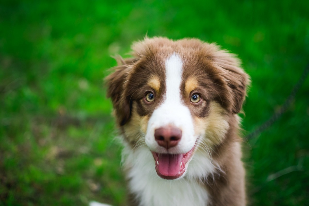 mini american shepherd