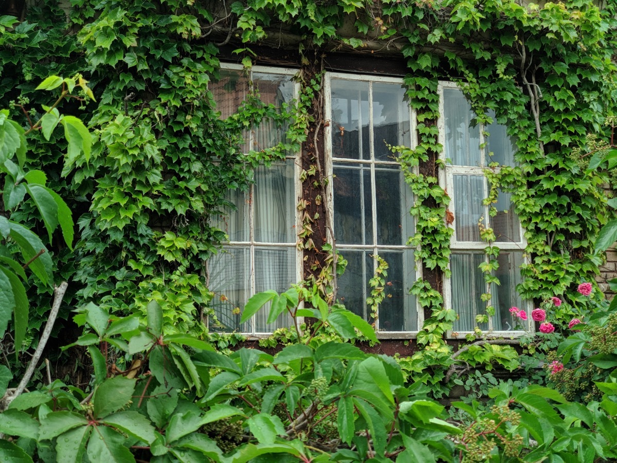 ivy growing on the outside of home