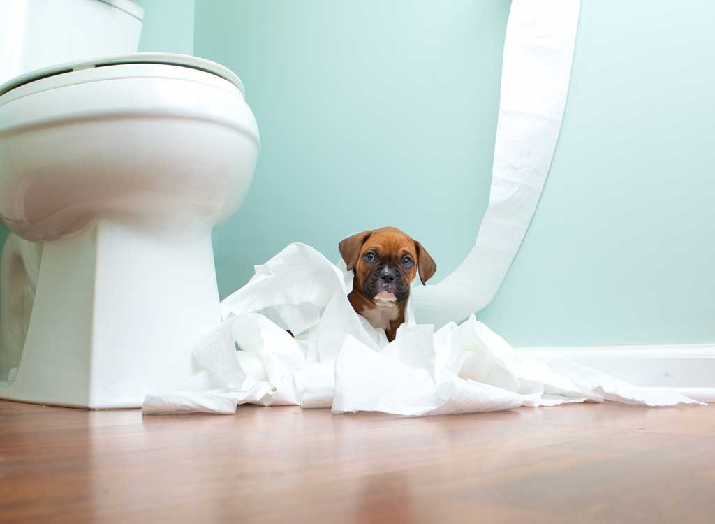 dog sitting in pile of toilet paper