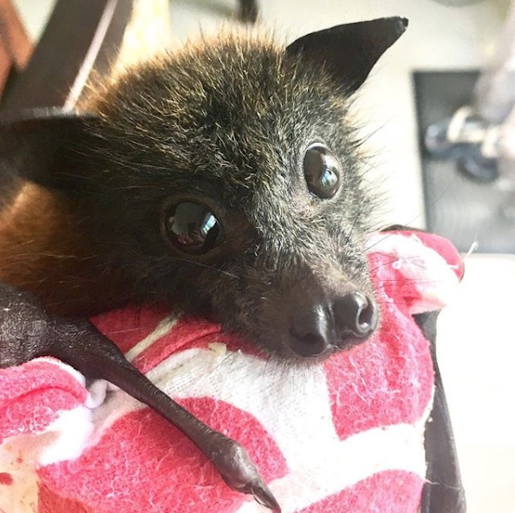 cute baby bat