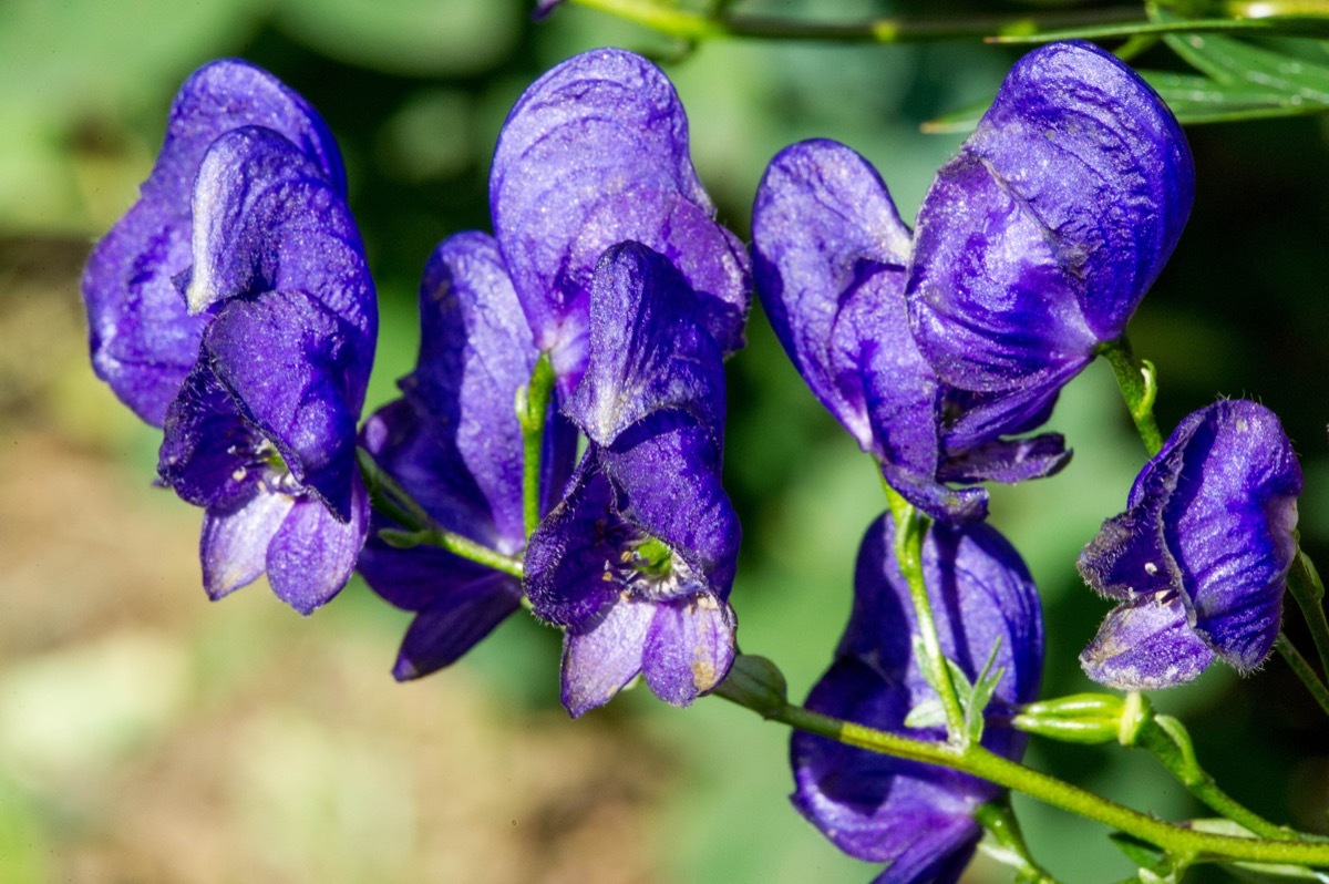 Devil's Helmet Dangerous Plants in Your Backyard