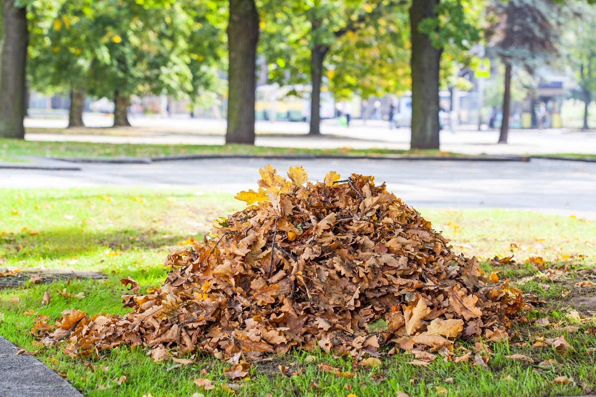 pile of dry leaves in yard