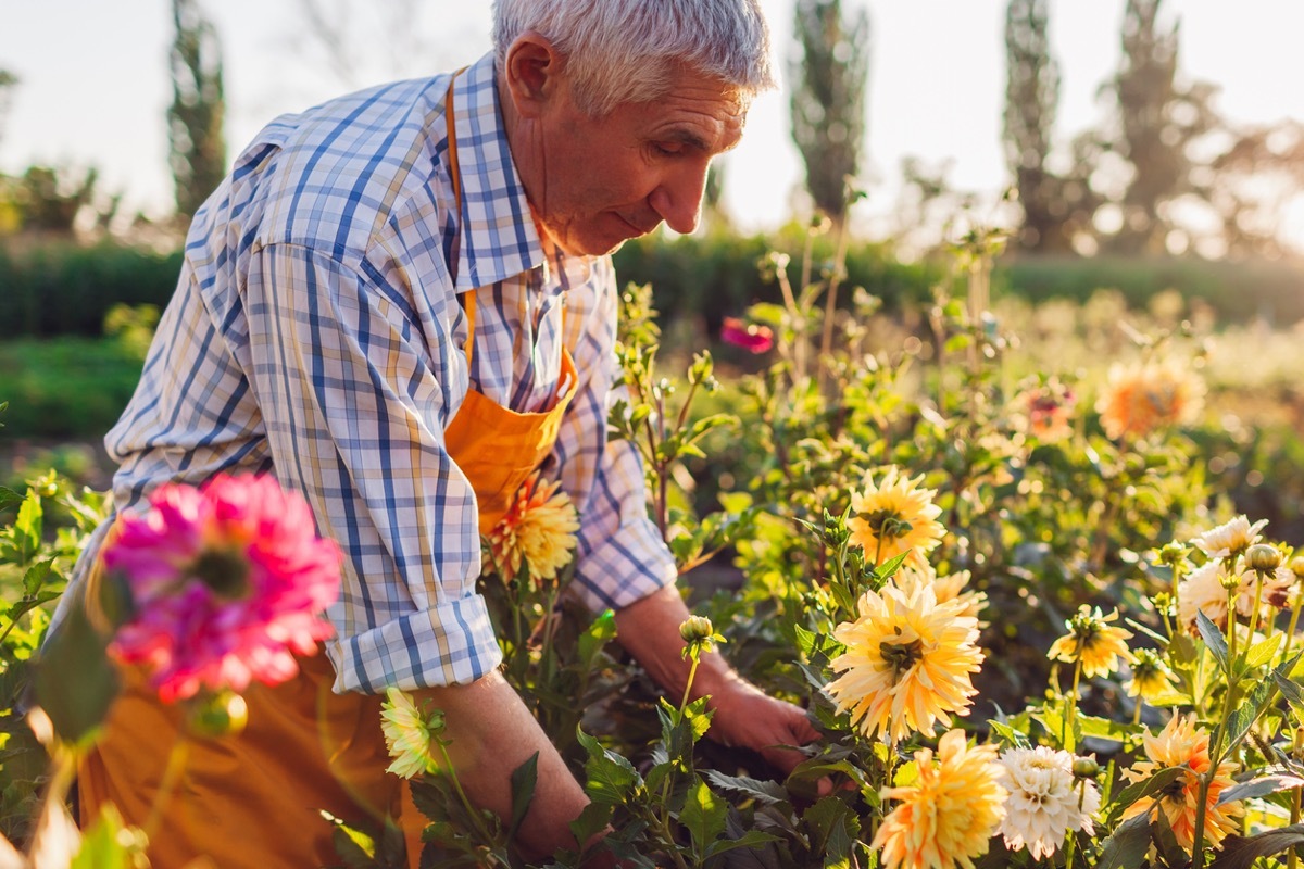 Senior man gardener cutting stems of dahlias with secateur picking blooms on rural flower farm. Bouquet harvest. Retired farmer enjoying outdoor hobby