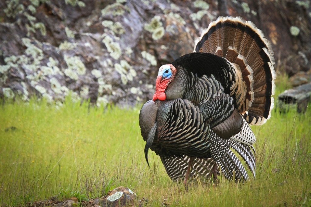 turkey craziest emotional support animal