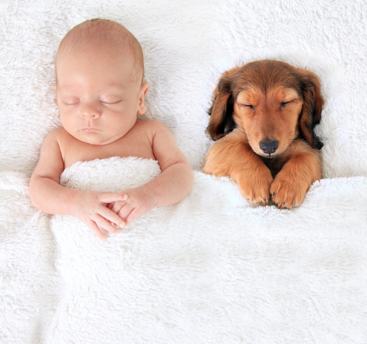 Puppy and baby napping together