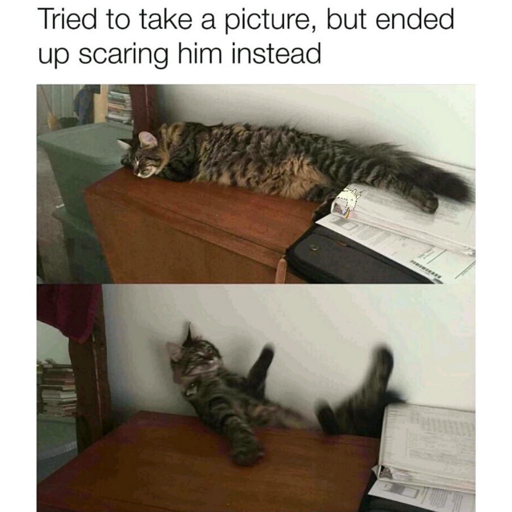 scaredy cat memes