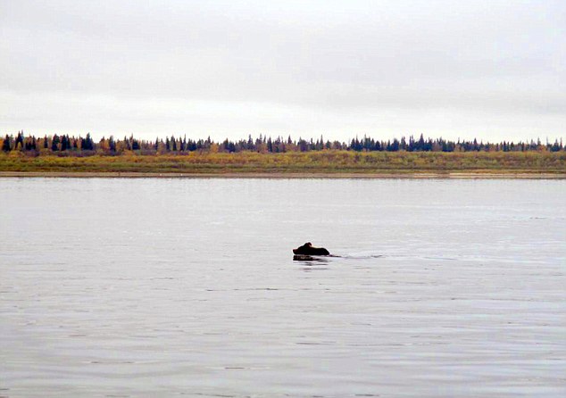 The mother abandoned the two cubs, who are old enough to fend for themselves in SiberiaÂ 