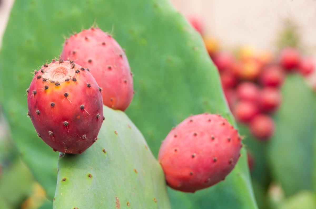 prickly pear cactus