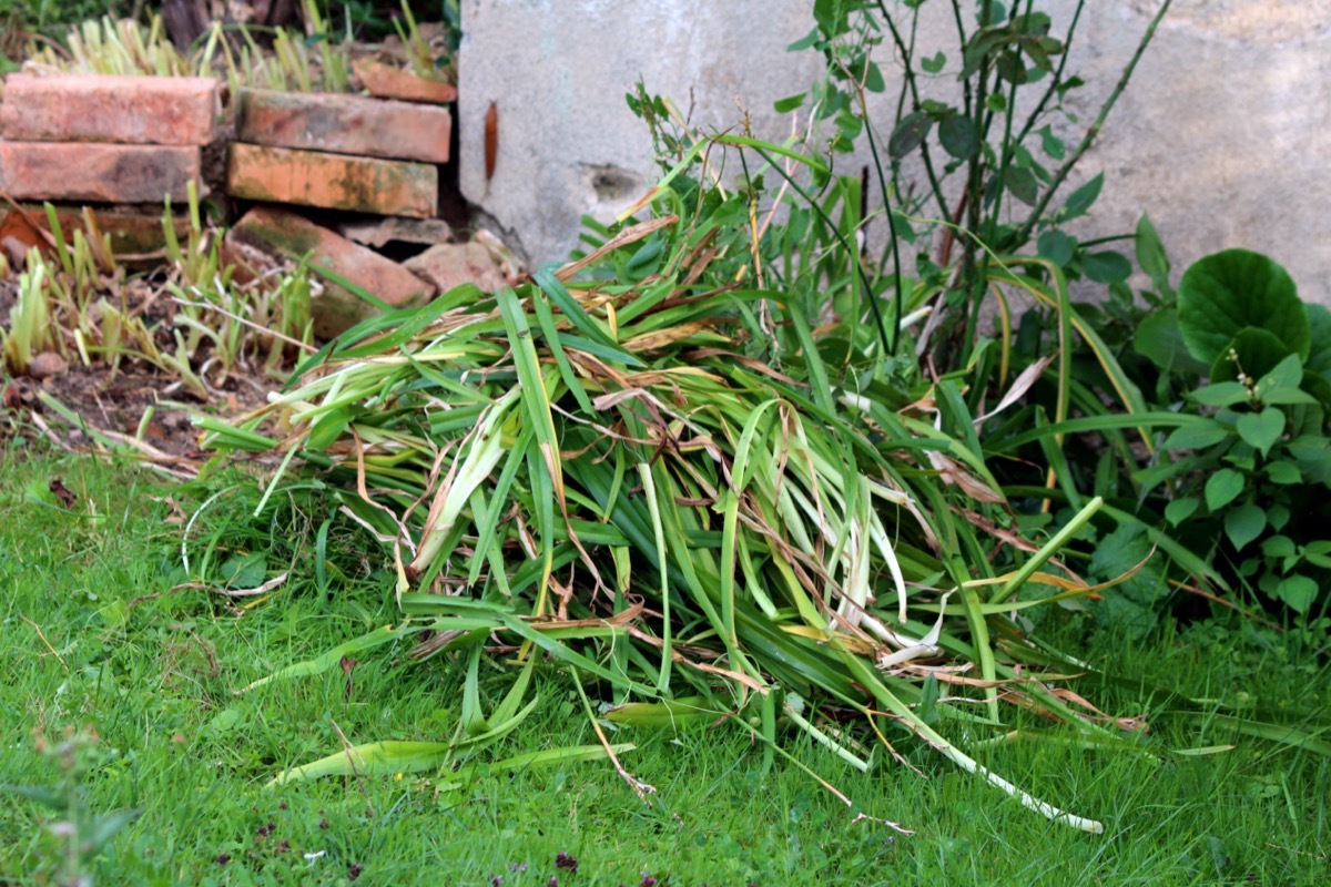 overgrown plants next to house