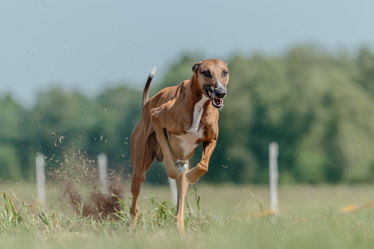 Azawakh dog running