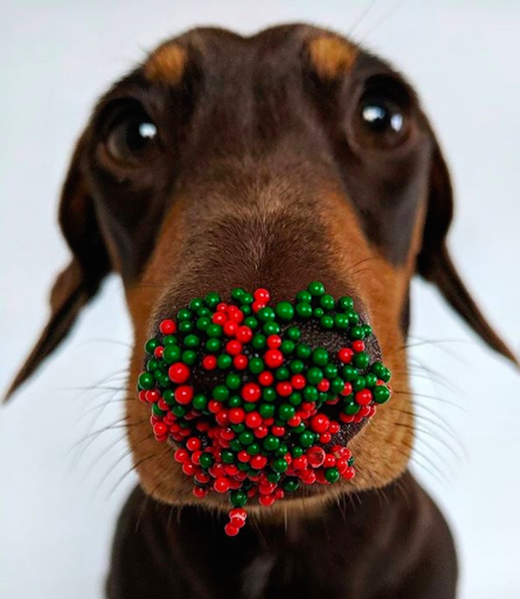 dogs excited for christmas