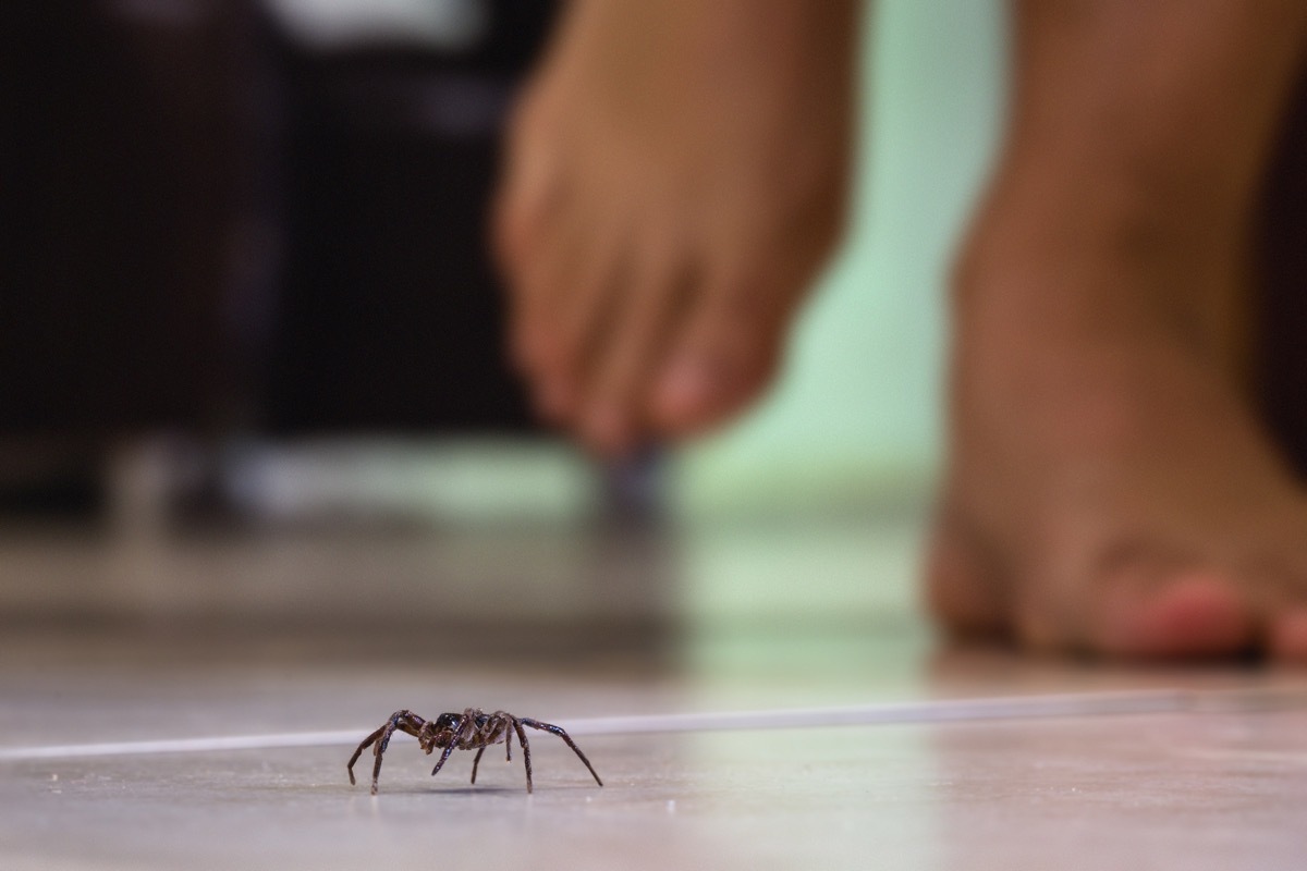 person in bare feet walking on tire floor with spider in front of them