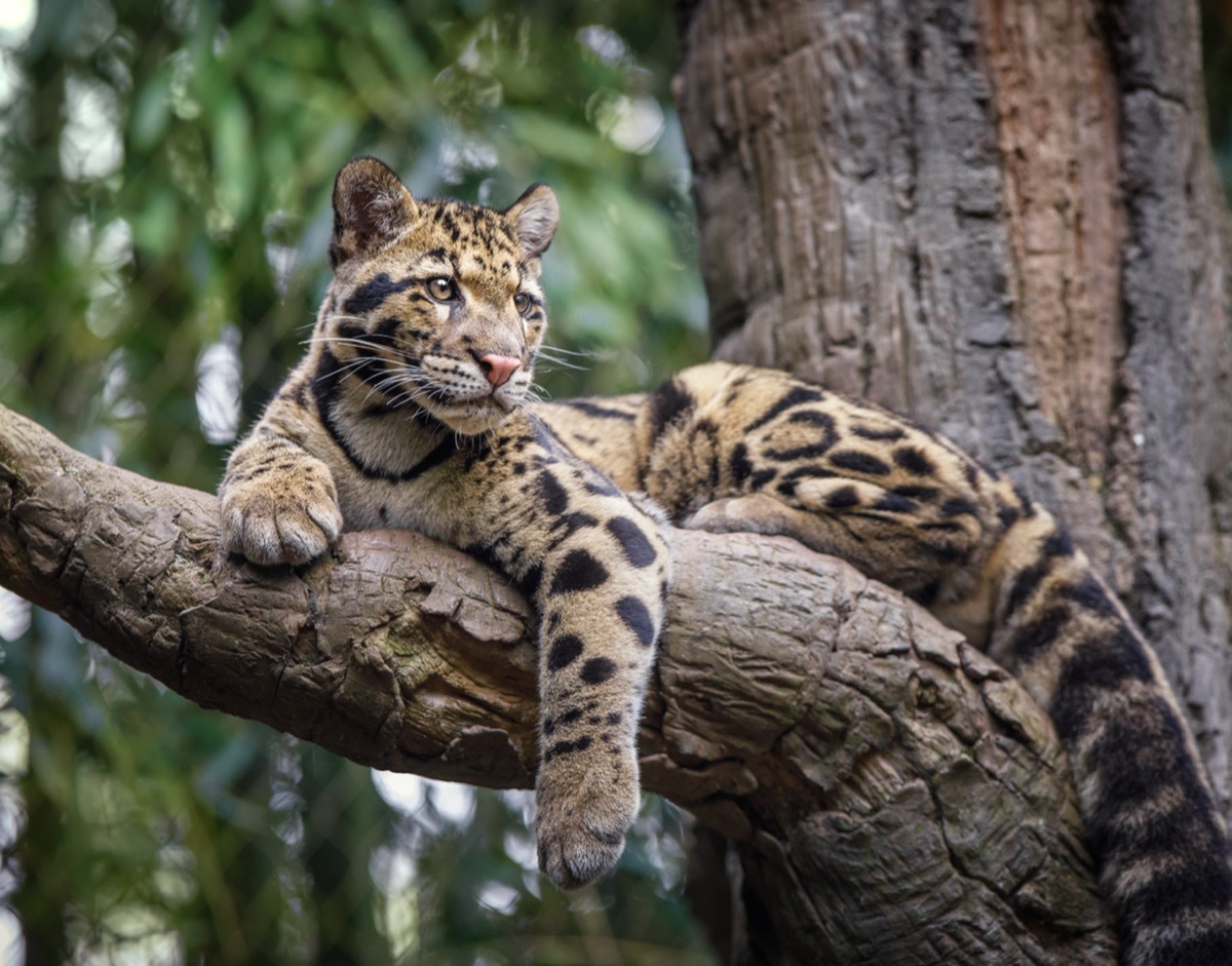 clouded leopard in tree