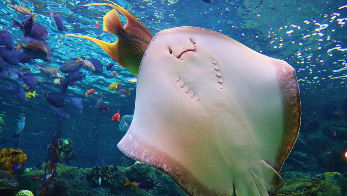 Stingray in the Florida Aquarium