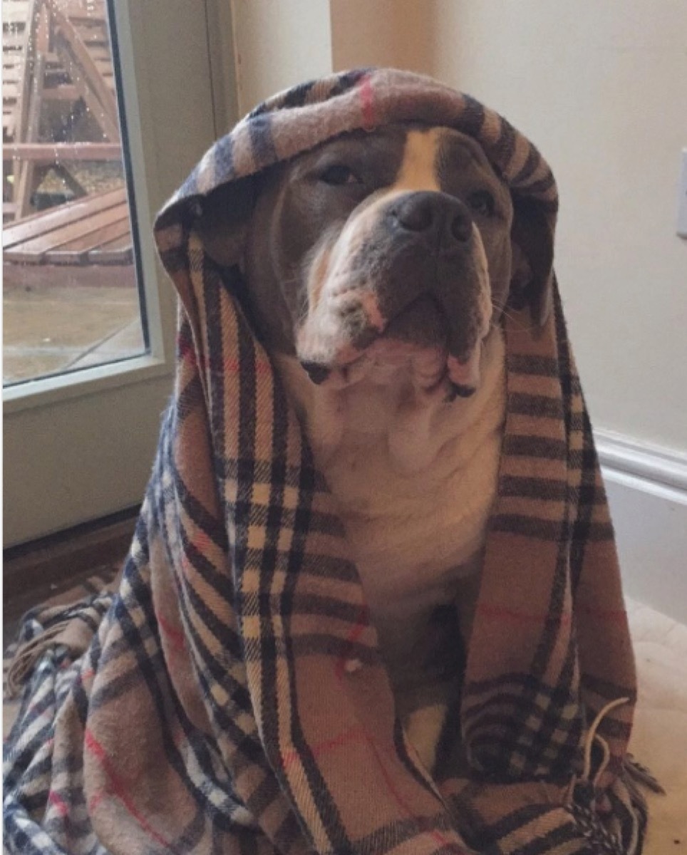 grumpy dog in blanket 