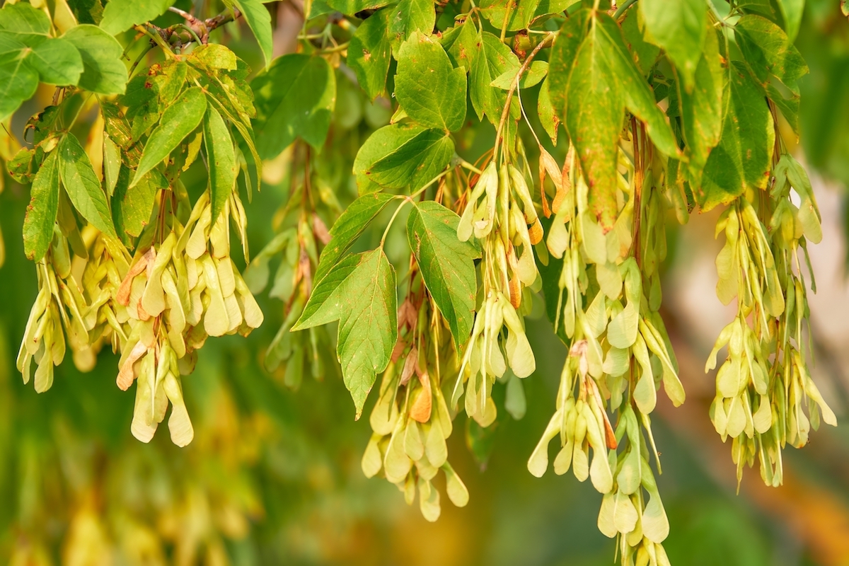 closeup of boxelder tree