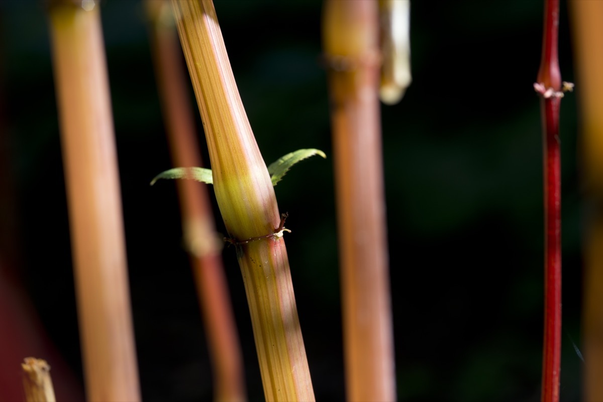 stem of a plant