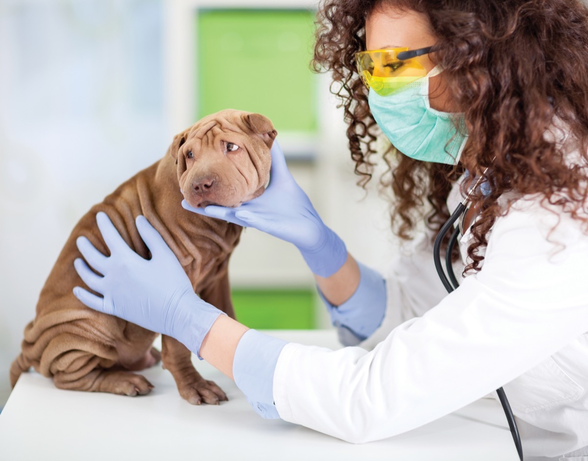 vet examining shar-pei