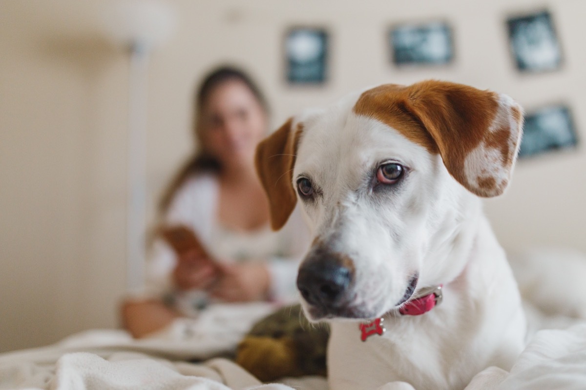 Couple in bed with their pet dog