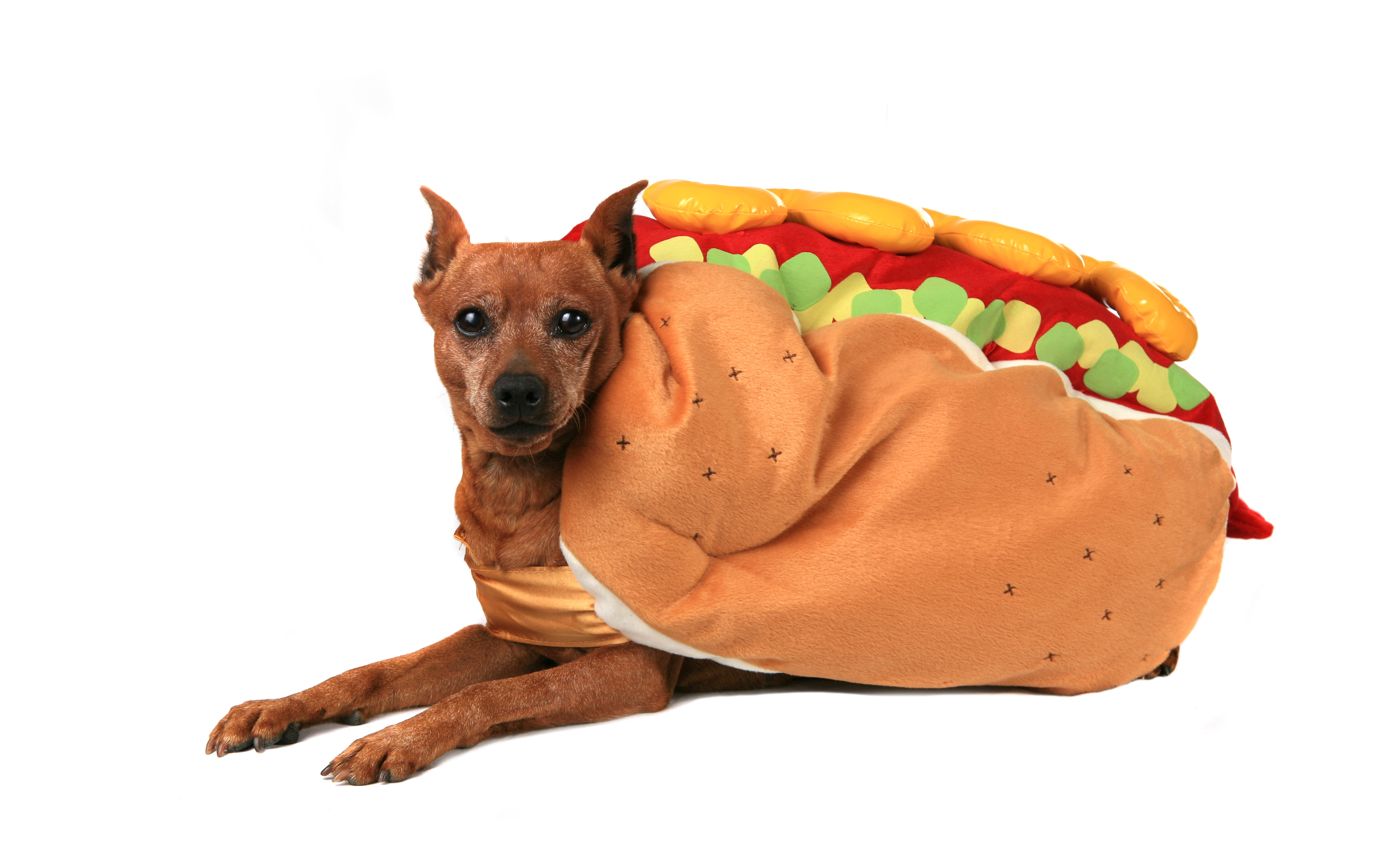 dog dressed in a hotdog costume