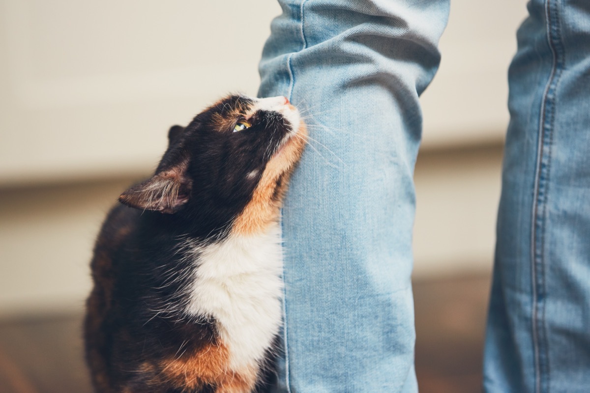 Cat welcome his owner.