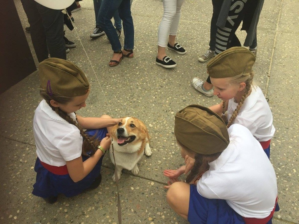 sherlock the corgi plays with kids