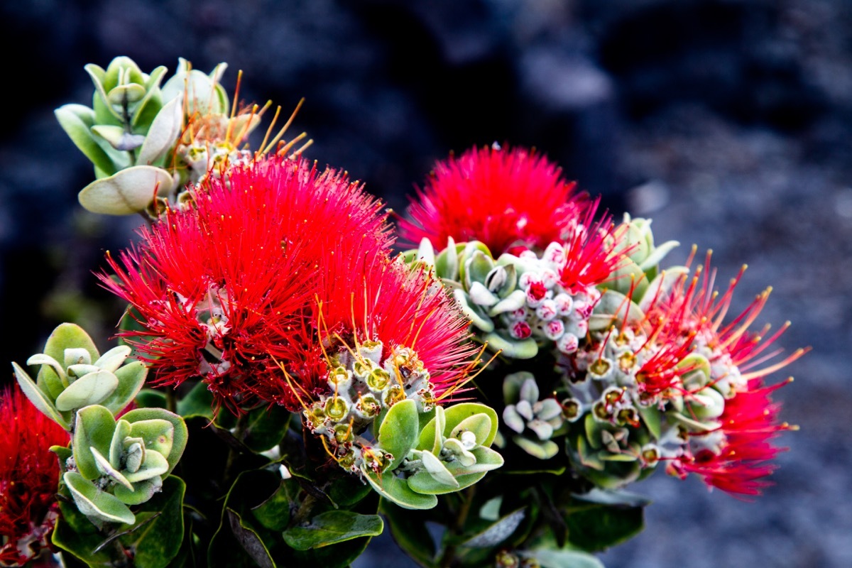 lehua red flower, ways to feel amazing