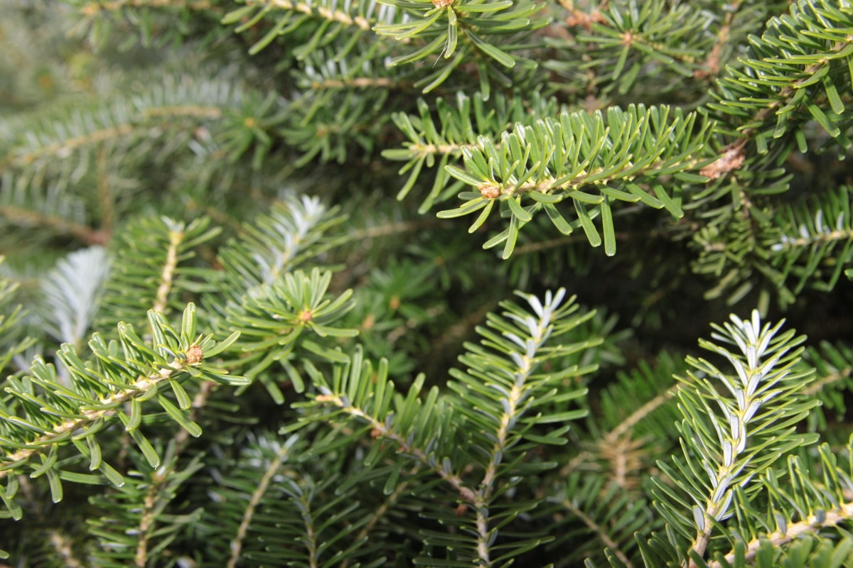 hemlock tree, most common street names