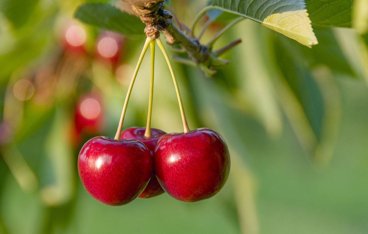 Close-up of ripe sweet cherries