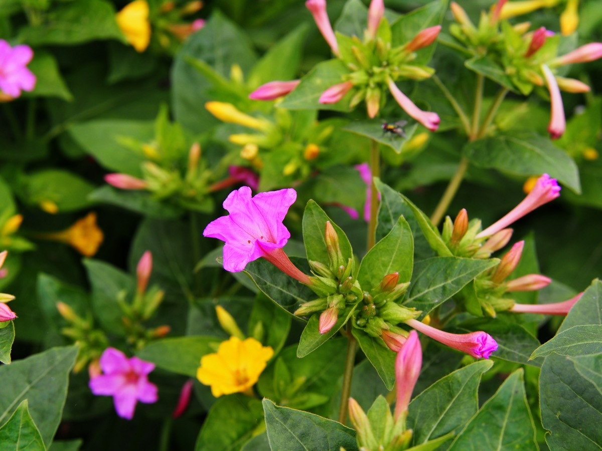 four o'clock flowers growing