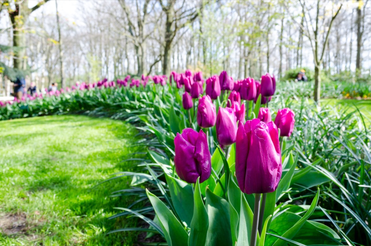 Pink tulips in botanical garden