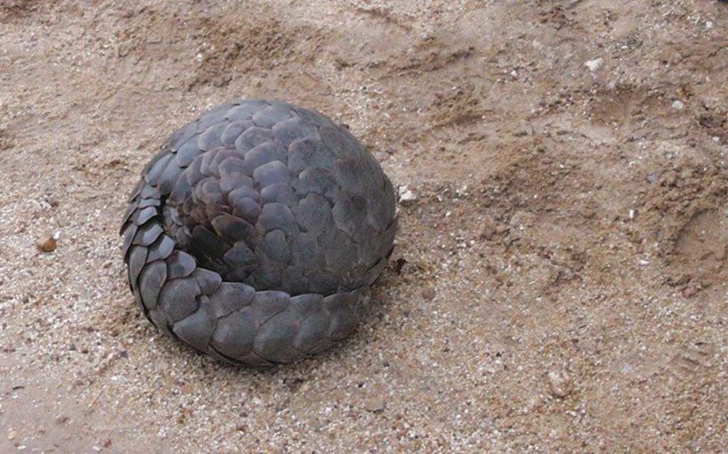 Image result for pangolin