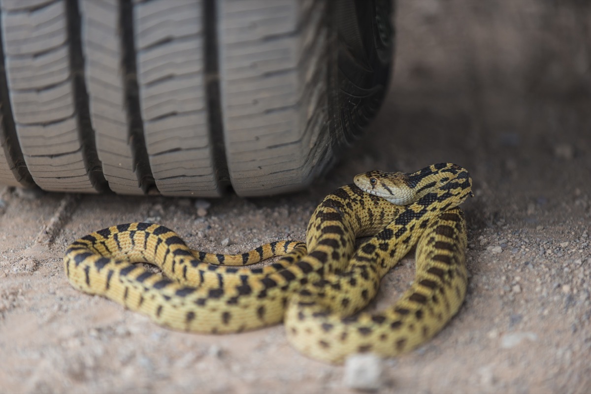 Gopher snake hidden under car tire