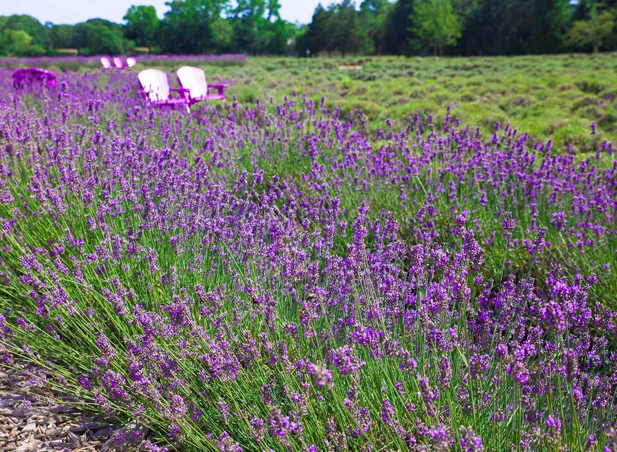 lavender fields with two chairs