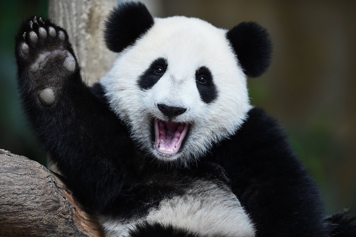 A playful happy panda in China