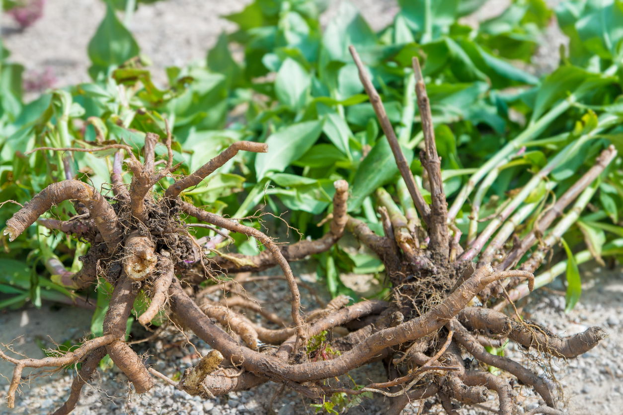 Roots and leaves of valerian flower plant.