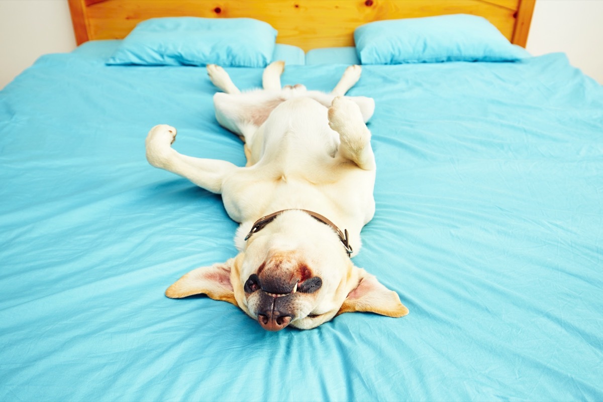 dog sleeping on back in bed photos of snoozing dogs